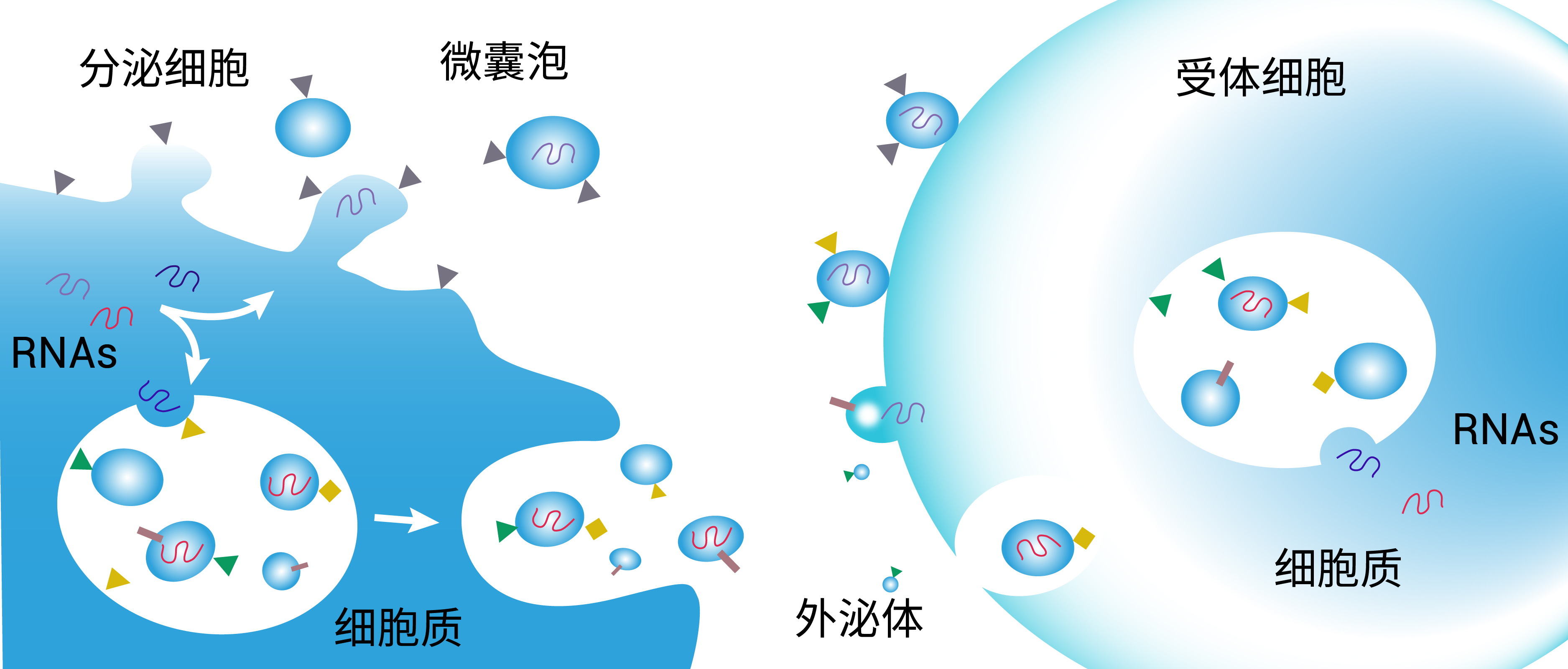 外泌体下游纯化整体解决方案